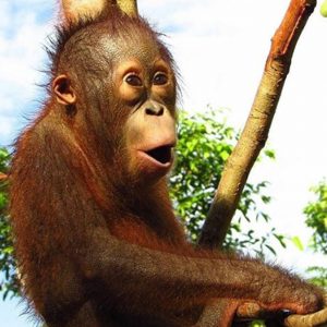 the orangutan project